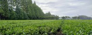 Kirishima tea plantation Japan