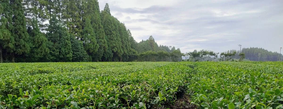 Kirishima tea plantation Japan