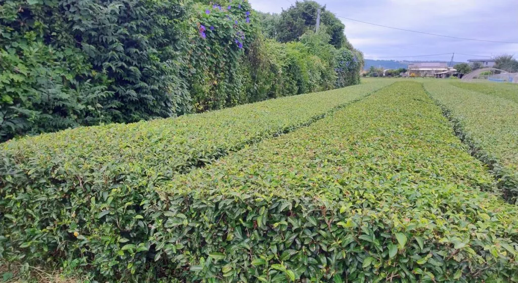 Théiers de la famille Kadota